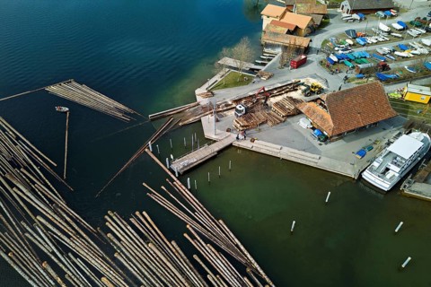 Raft of felled tree trunks at the landing stage where the trunks are pulled ashore and cut to size