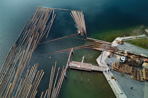 Raft of felled tree trunks at the landing stage where the trunks are pulled ashore and cut to size