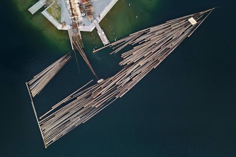 Raft of felled tree trunks at the landing stage where the trunks are pulled ashore and cut to size