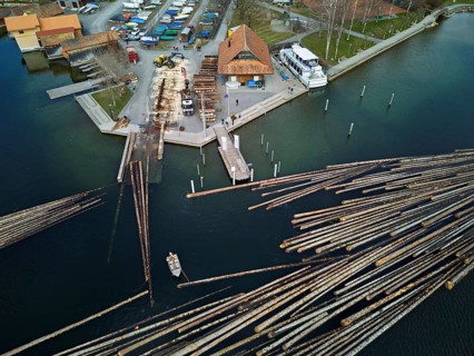 Raft of felled tree trunks at the landing stage where the trunks are pulled ashore and cut to size