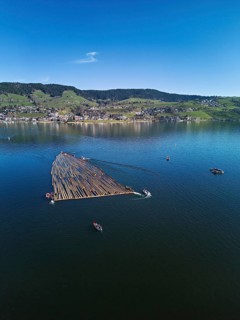 Forestry workers float a raft of felled tree trunks from the Bergmatt across the Ägerisee to the