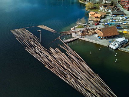 Raft of felled tree trunks at the landing stage where the trunks are pulled ashore and cut to size
