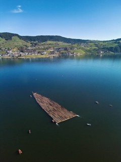 Forestry workers float a raft of felled tree trunks from the Bergmatt across the Ägerisee to the