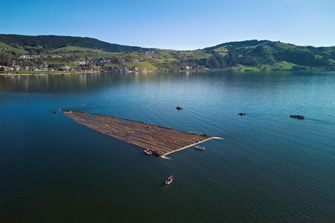 Forestry workers drive a raft of felled tree trunks from the Bergmatt across Lake Aegeri to the