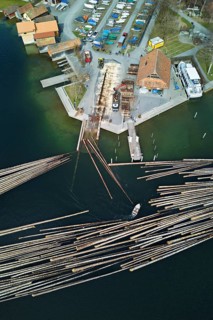 Raft of felled tree trunks at the landing stage where the trunks are pulled ashore and cut to size