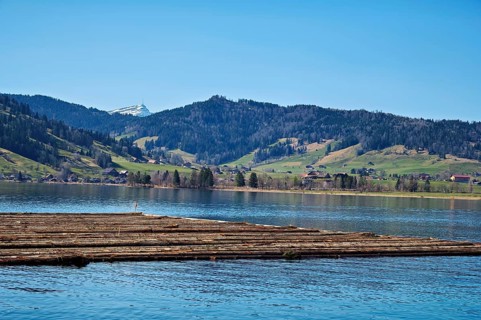 Forestry workers float a raft of felled tree trunks from the Bergmatt across the Ägerisee to the