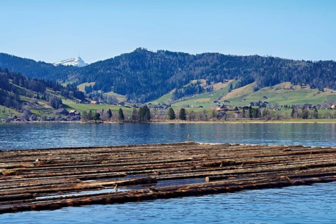 Forestry workers float a raft of felled tree trunks from the Bergmatt across the Ägerisee to the