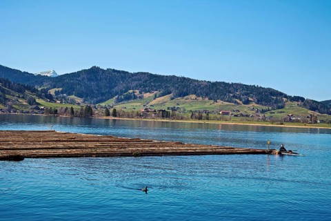 Forestry workers float a raft of felled tree trunks from the Bergmatt across the Ägerisee to the