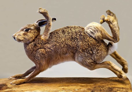 Stuffed, eight-legged hare, exhibit in the Münchhausen Museum, Münchhausen town of Bodenwerder,