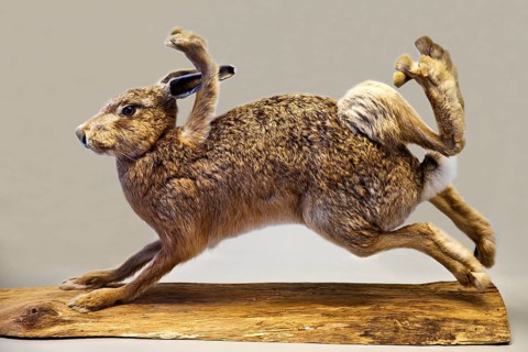 Stuffed, eight-legged hare, exhibit in the Münchhausen Museum, Münchhausen town of Bodenwerder,