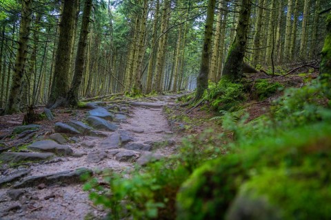 A forest path leads through a quiet, green forest with moss-covered trees, Mummelsee, Seebach,