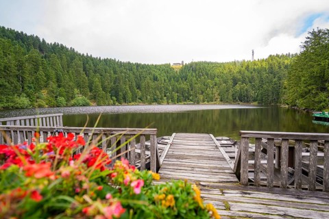 Blooming flowers on a footbridge leading to a quiet lake in the forest, Mummelsee, Seebach, Ortenau