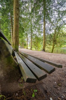Wooden bench in a quiet wooded area, surrounded by tall trees, Mummelsee, Seebach, Ortenau