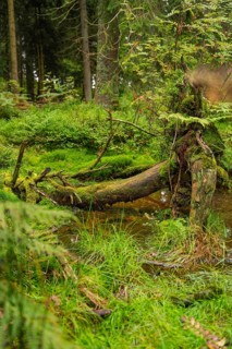 A fallen tree stump covered with moss in a dense forest, Mummelsee, Seebach, Ortenau district,