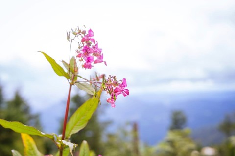 Close-up of a pink flower against a blurred background of mountains and sky, Mummelsee, Seebach,