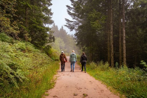 Three people walking on a forest path between tall trees in a relaxed atmosphere, Mummelsee,
