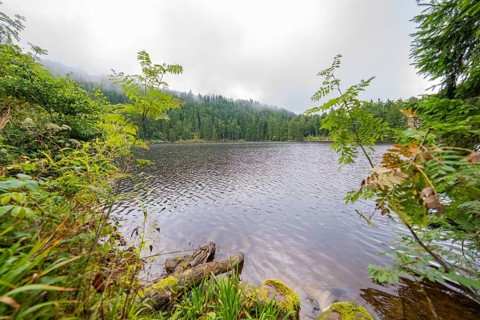 Misty lake surrounded by dense forest and lush vegetation, Mummelsee, Seebach, Ortenau district,