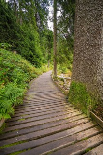 Narrow wooden path through a green forest with tall trees, Mummelsee, Seebach, Ortenau district,
