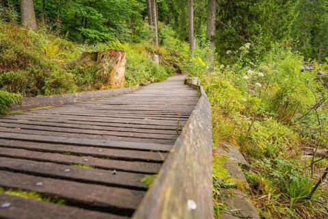 A wooden path in the forest with surrounding trees and plants, Mummelsee, Seebach, Ortenau