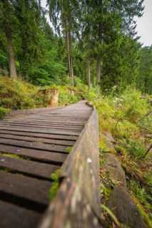 A wooden path winds its way through a dense, green forest, Mummelsee, Seebach, Ortenau district,