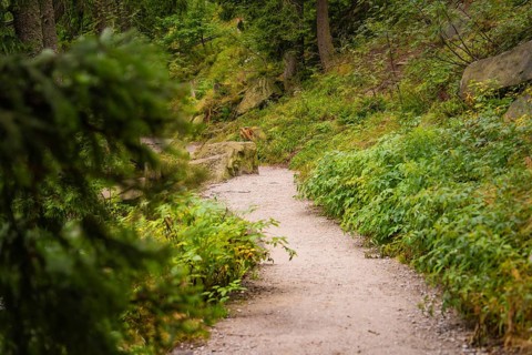 Forest path lined with dense green vegetation, Mummelsee, Seebach, Ortenau district, Black Forest,