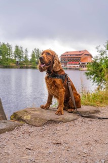 Sitting dog at the lake with building in the background, Mummelsee, Seebach, Ortenau district,