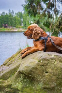 A brown dog lies on a rock overlooking a lake in a forest setting, Mummelsee, Seebach, Ortenau