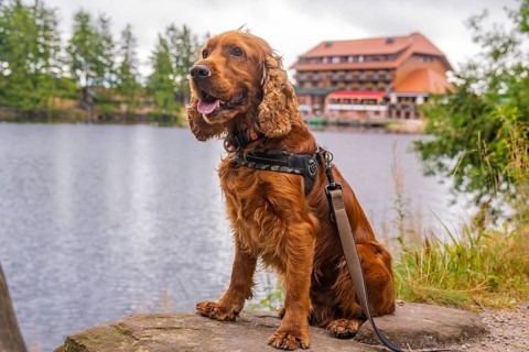 Dog on the shore with building in the background, surrounded by nature, Mummelsee, Seebach, Ortenau