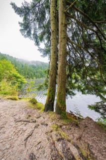 Two trees on the shore of a lake, surrounded by forest, Mummelsee, Seebach, Ortenau district, Black