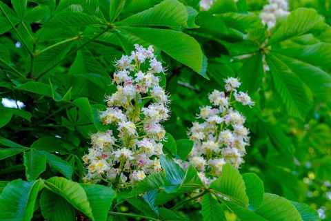 Flowering horse chestnut
