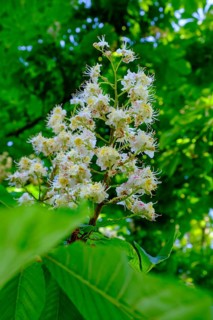 Flowering horse chestnut