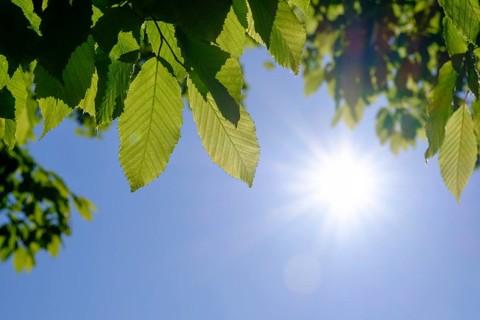 Hornbeam leaves in spring