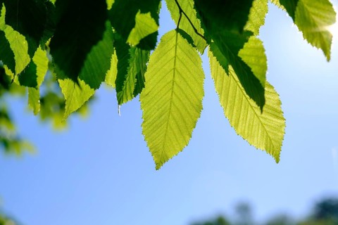 Hornbeam leaves in spring