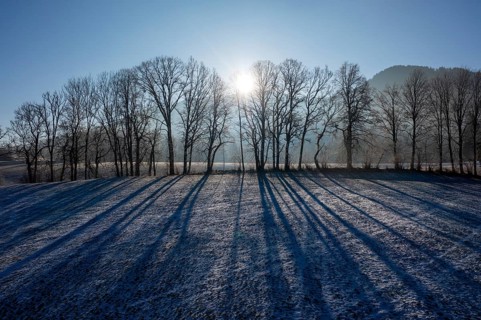 Trees with shade, structure in winter, Bad Heilbrunn, Upper Bavaria, Bavaria, Germany