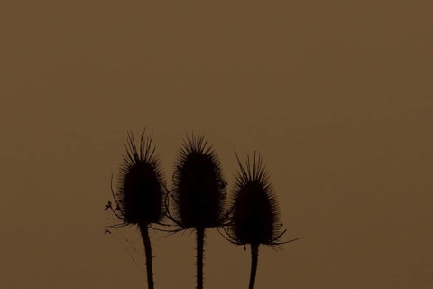 Teasel (Dipsacus fullonum) three seed heads at sunset, England, United Kingdom