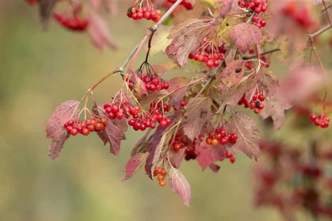 Guelder rose (Viburnum opulus) red berries on a tree in autumn, England, United Kingdom