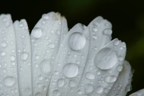 Oxeye daisy (Leucanthemum vulgare) single flower in summer with water droplets, England, United