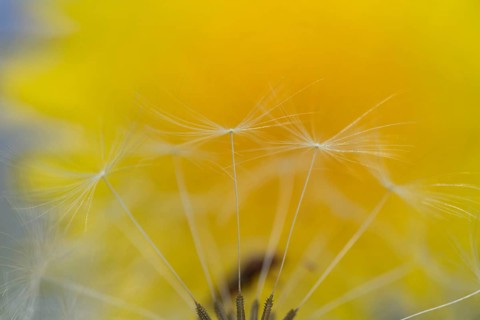 Common dandelion (Taraxacum officinale) seeds, England, United Kingdom