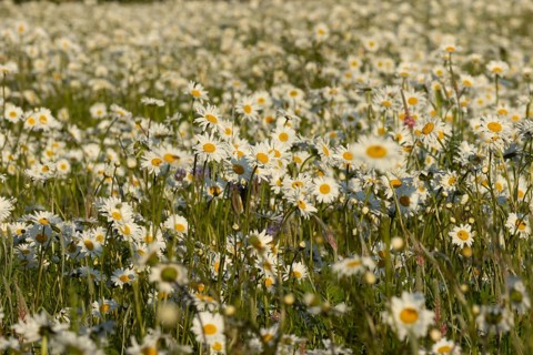 Oxeye daisy (Leucanthemum vulgare) flowers in a meadow in summer, England, United Kingdom