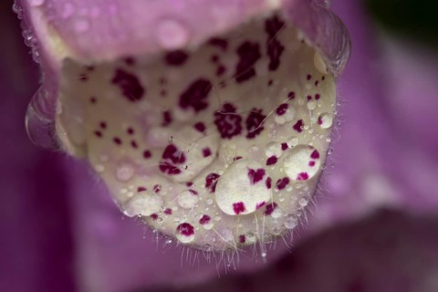 Foxglove (Digitalis purpurea) flower with water droplets in summer, England, United Kingdom