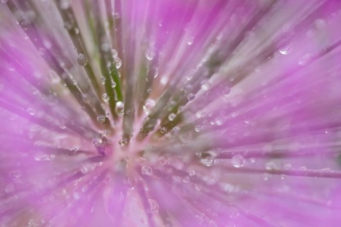 Allium garden flower with water droplets, England, United Kingdom