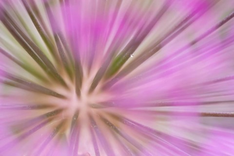 Allium garden flower, England, United Kingdom