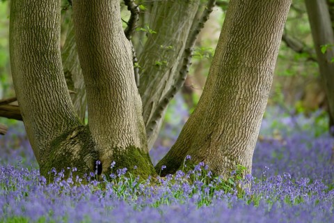Common English bluebell (Hyacinthoides non-scripta) flowers in a woodland in spring, England,