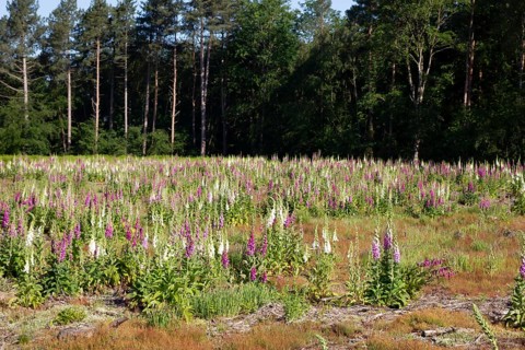 Foxglove (Digitalis purpurea) flowers in a woodland in summer, England, United Kingdom