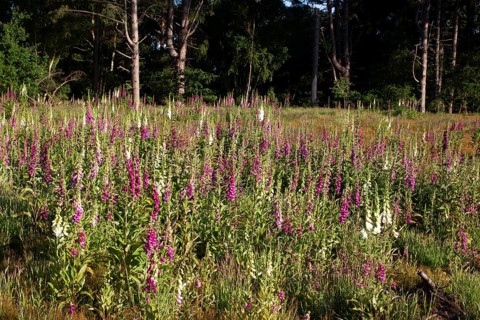 Foxglove (Digitalis purpurea) flowers in a woodland in summer, England, United Kingdom