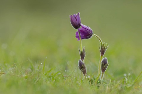Pasque (Pulsatilla vulgaris) flower in spring, England, United Kingdom