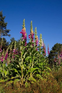 Foxglove (Digitalis purpurea) flowers in a woodland in summer, England, United Kingdom