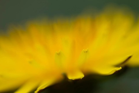 Common dandelion (Taraxacum officinale) flower, England, United Kingdom