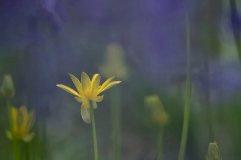 Lesser celandine (Ficaria verna) flower in a woodland, England, United Kingdom