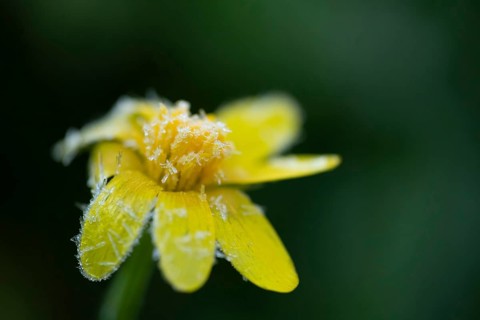Corn marigold (Glebionis segetum) flower covered with frost, England, United Kingdom